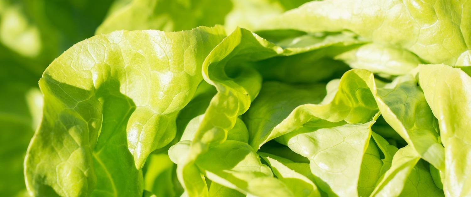 lettuce