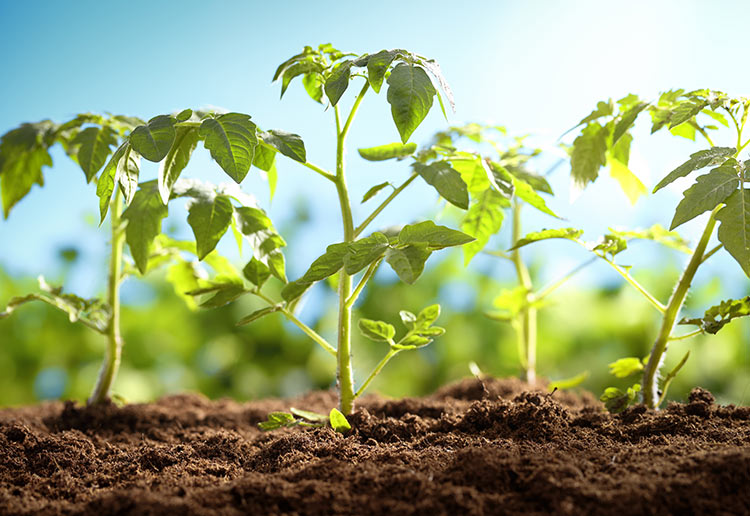 tomato plants